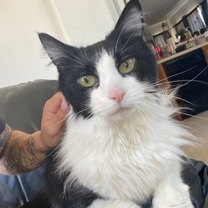 Meet your Posher, Angela